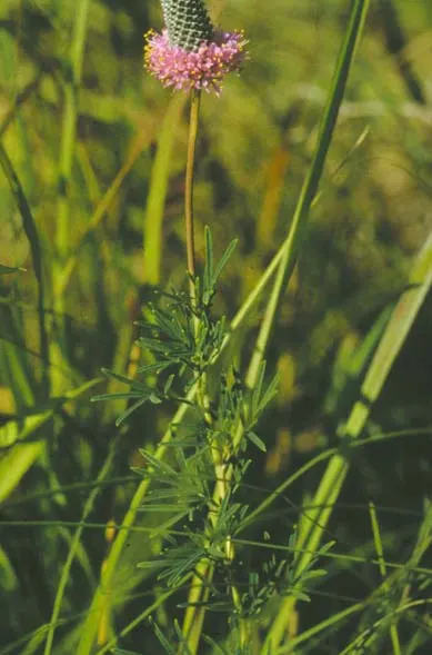 Purple Prairie Clover (Dalea Purpurea) — Purple Prairie Clover (Dalea purpurea) enchants with feathery