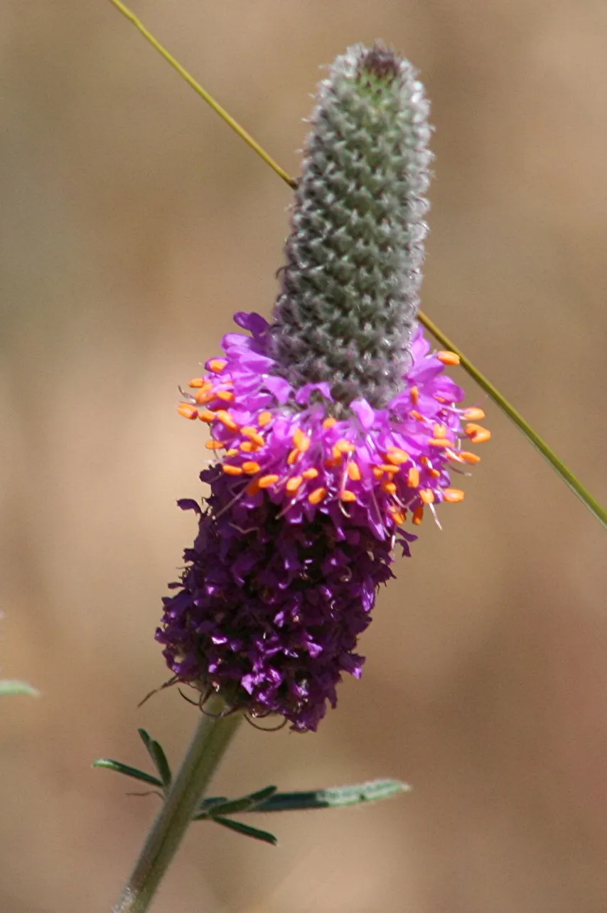 Purple Prairie Clover (Dalea Purpurea) — Remember to space these plants approximately 12 to 24 inches apart; this North American native blooms profusely from