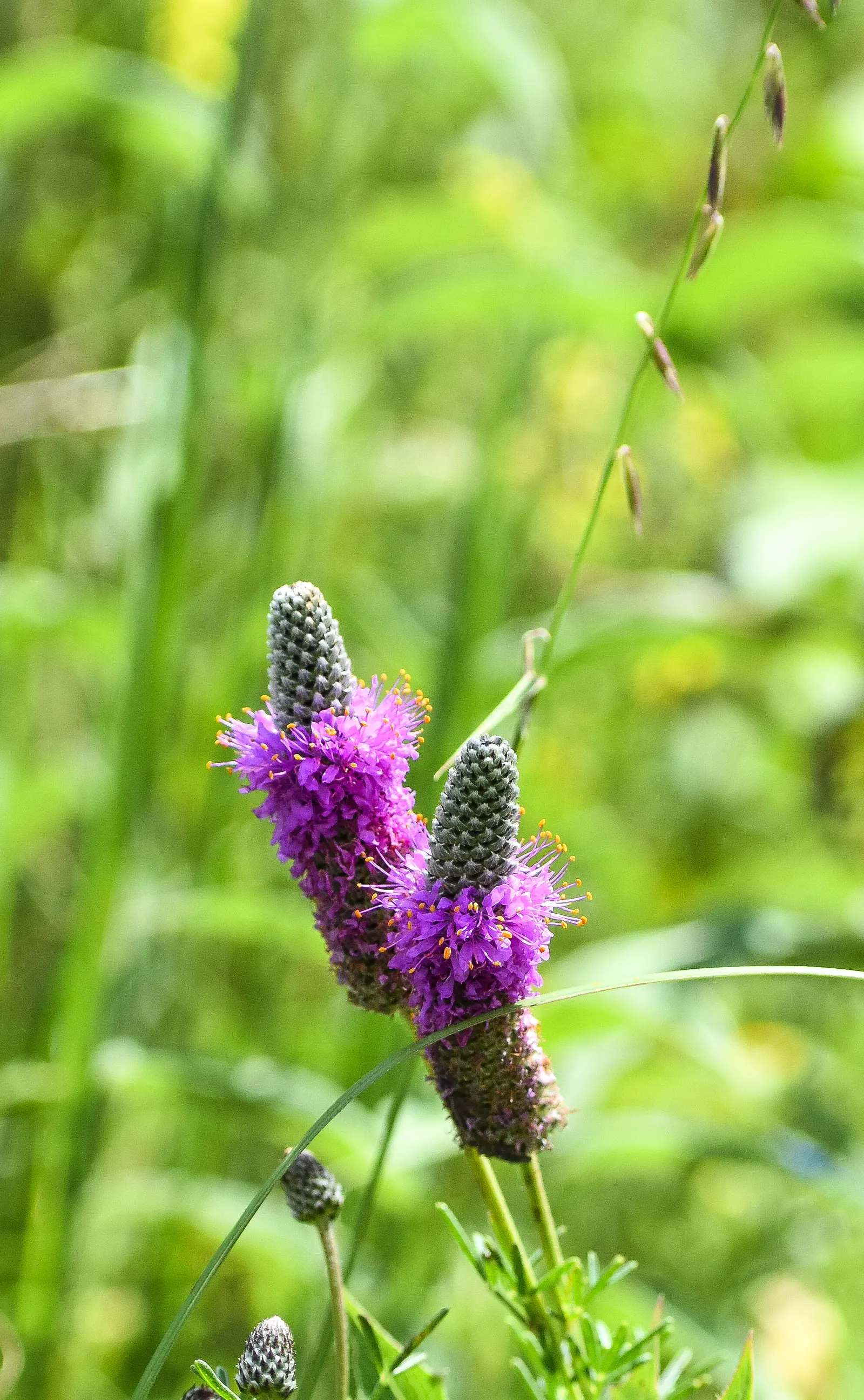 Purple Prairie Clover (Dalea Purpurea) — delicate texture to its surroundings