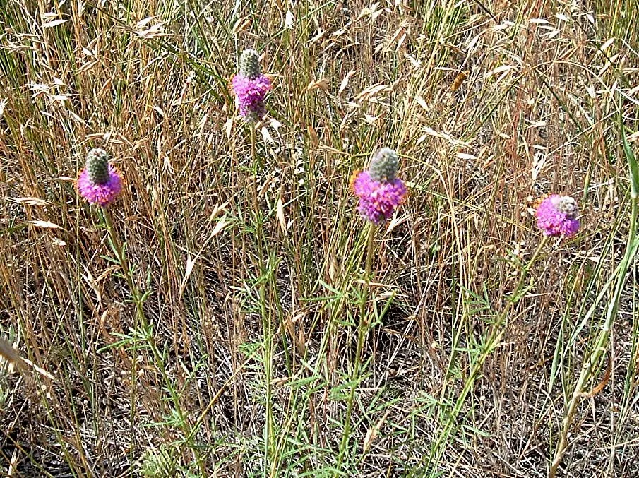 Purple Prairie Clover (Dalea Purpurea) — shrub with purple blooms