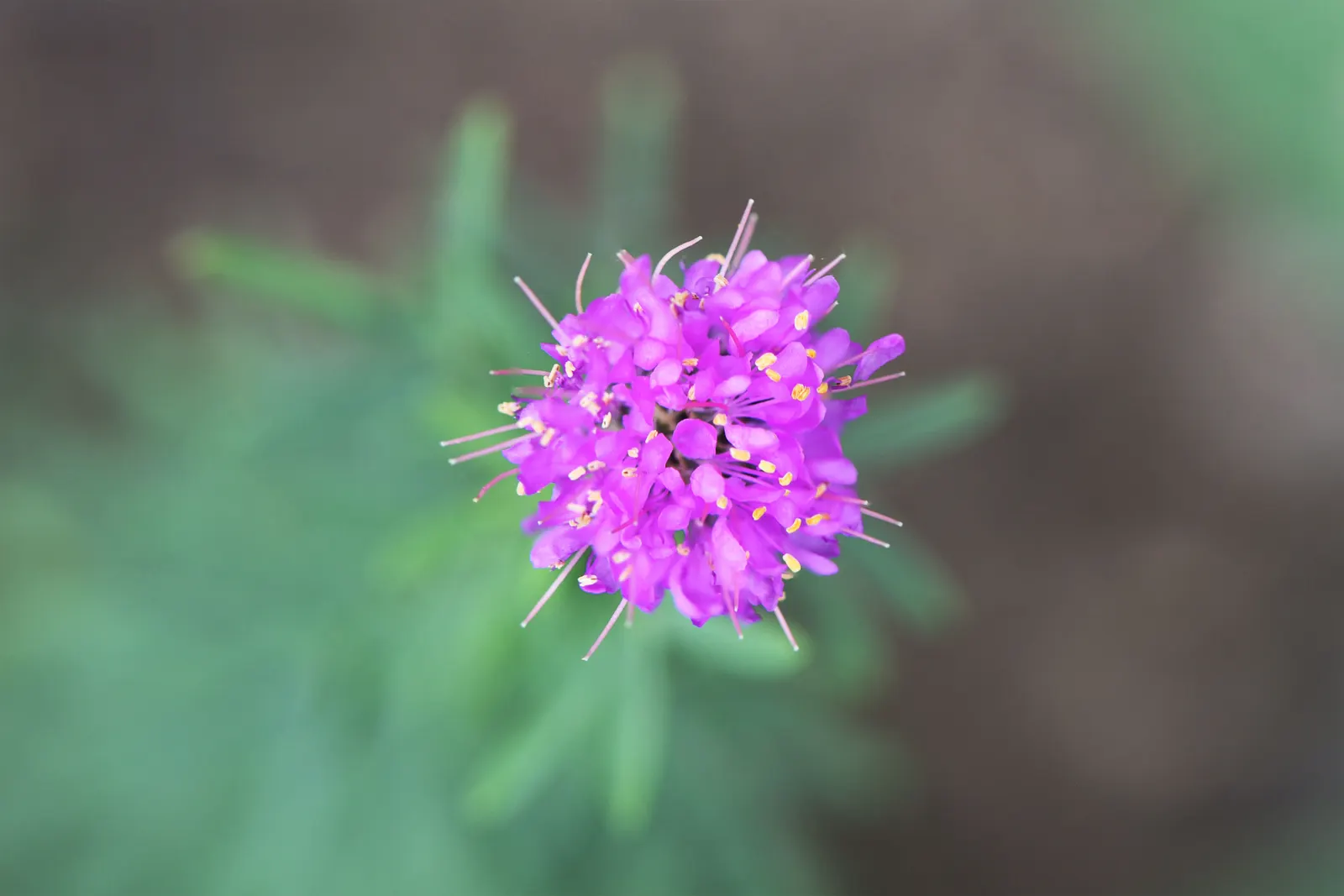 Purple Prairie Clover (Dalea Purpurea) — or intersperse it among grasses and other flowering perennials for a charming; this hardy perennial thrives in full