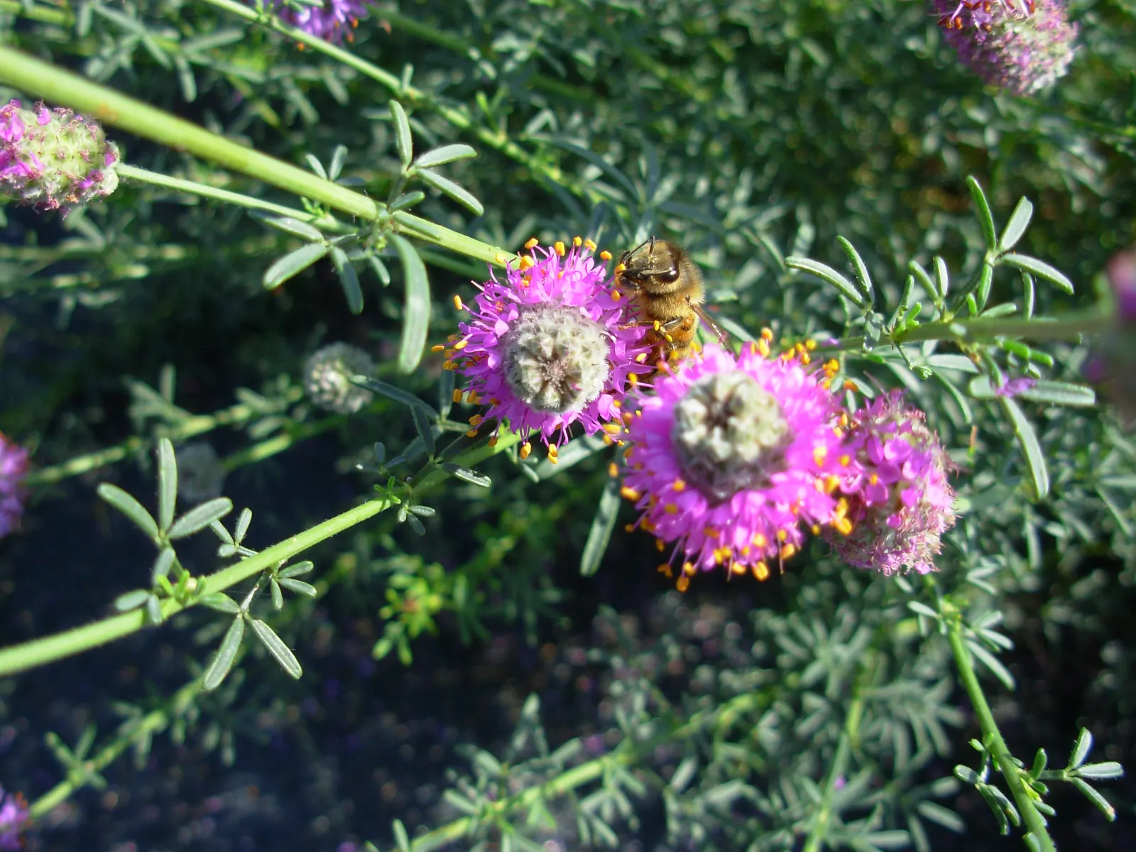 Purple Prairie Clover (Dalea Purpurea) — with a spread of approximately 0.5 to 1 feet; this clover thrives in full sun and is well-adapted to dry