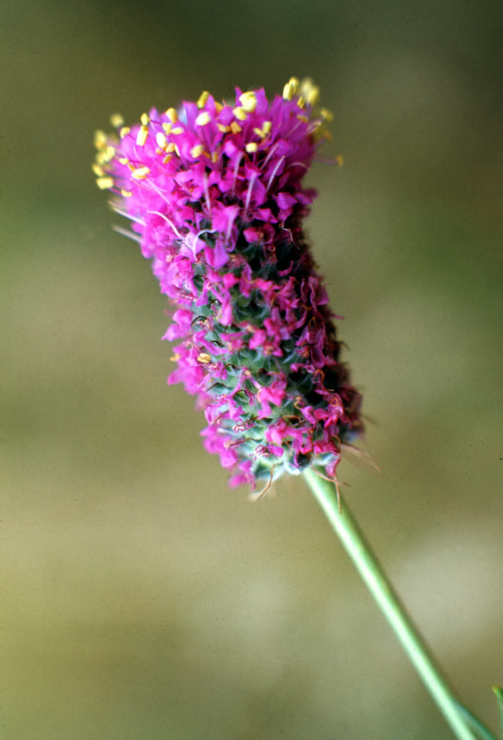 Purple Prairie Clover (Dalea Purpurea) — is a charming perennial that graces landscapes with its unique feathery spikes of vibrant purple flowers; purple