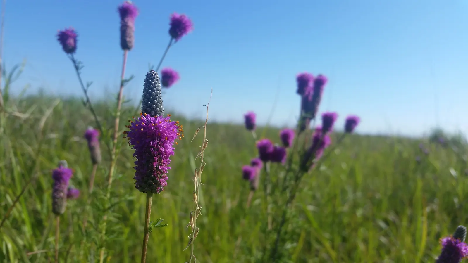 Purple Prairie Clover (Dalea Purpurea) — Bloom time spans early summer to early fall, attracting pollinators; purple Prairie Clover (Dalea purpurea) enchants