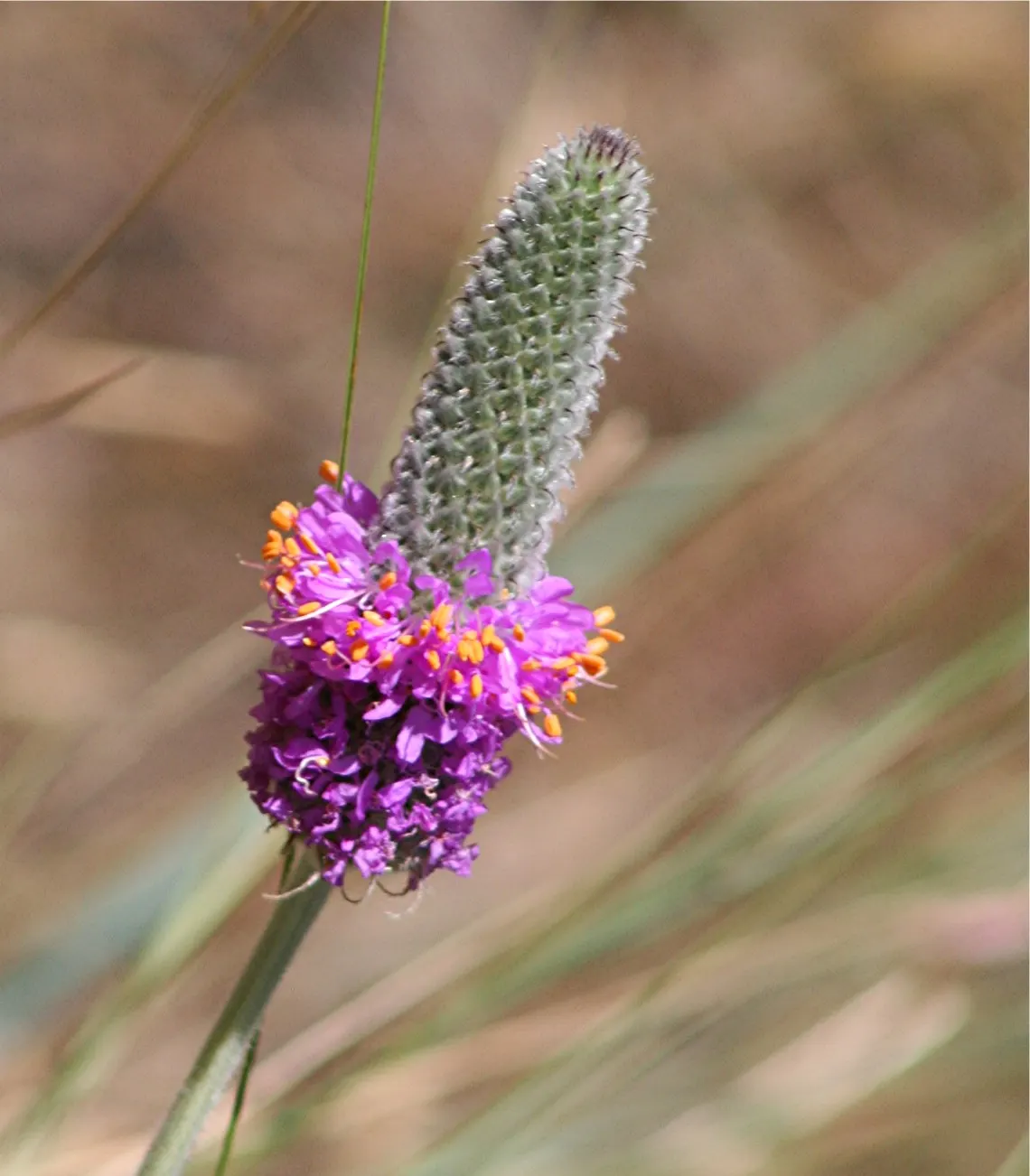 Purple Prairie Clover (Dalea Purpurea) — enriching the earth and improving the health of neighboring plants.<br><br>Hardy in USDA zones 3 to 8; adds vibrant