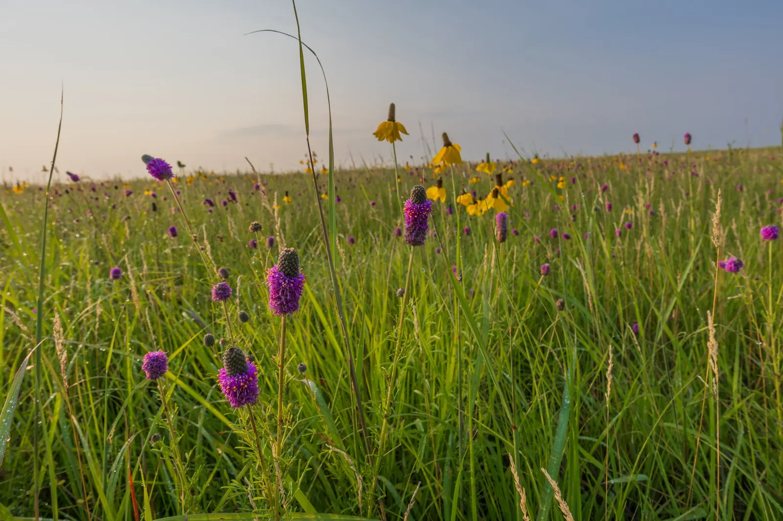 Purple Prairie Clover (Dalea Purpurea) — This North American native blooms profusely from early to mid-summer