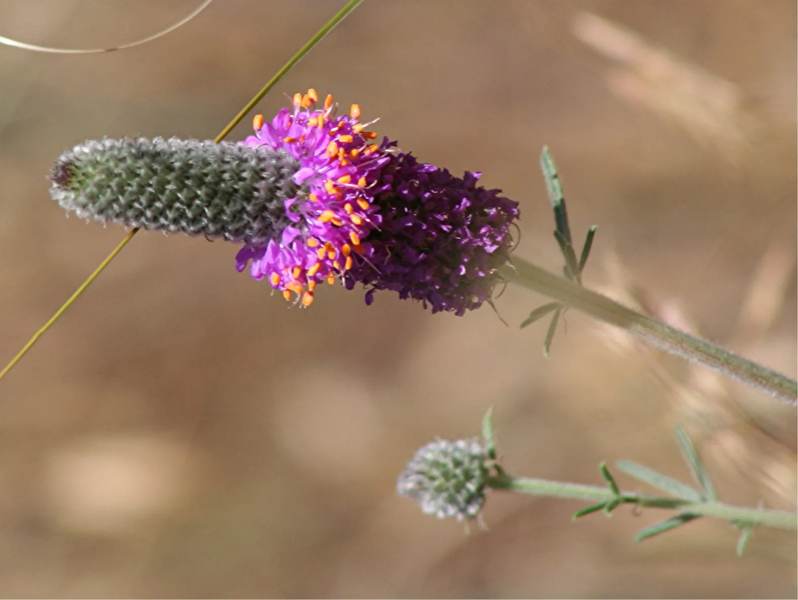 Purple Prairie Clover (Dalea Purpurea) — Its deep taproot withstands drought, while nitrogen-fixing abilities enrich soils; to allow sufficient room for