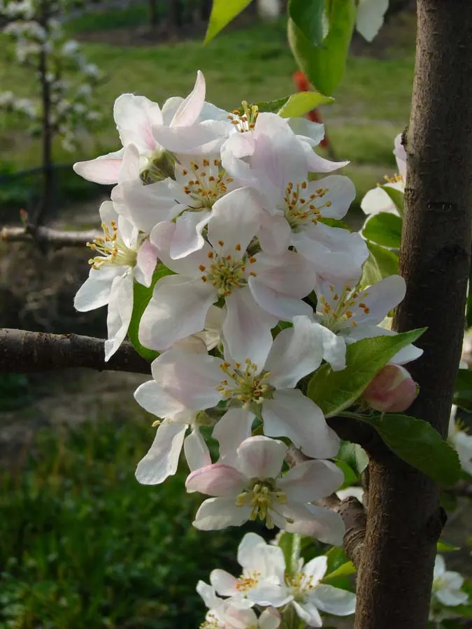Honeycrisp Apple (Malus Pumila 'Honeycrisp') — Ideal for cooler climates