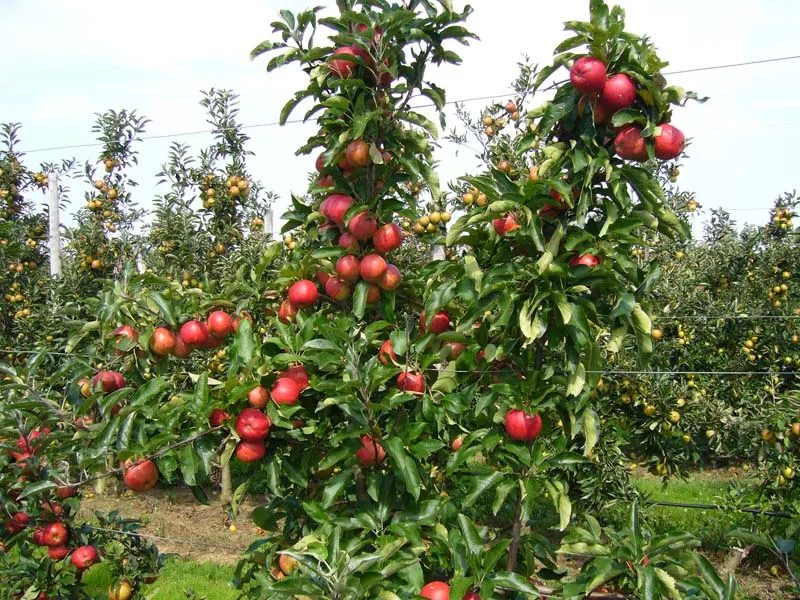 Honeycrisp Apple (Malus Pumila 'Honeycrisp') — Plant two varieties for optimal pollination