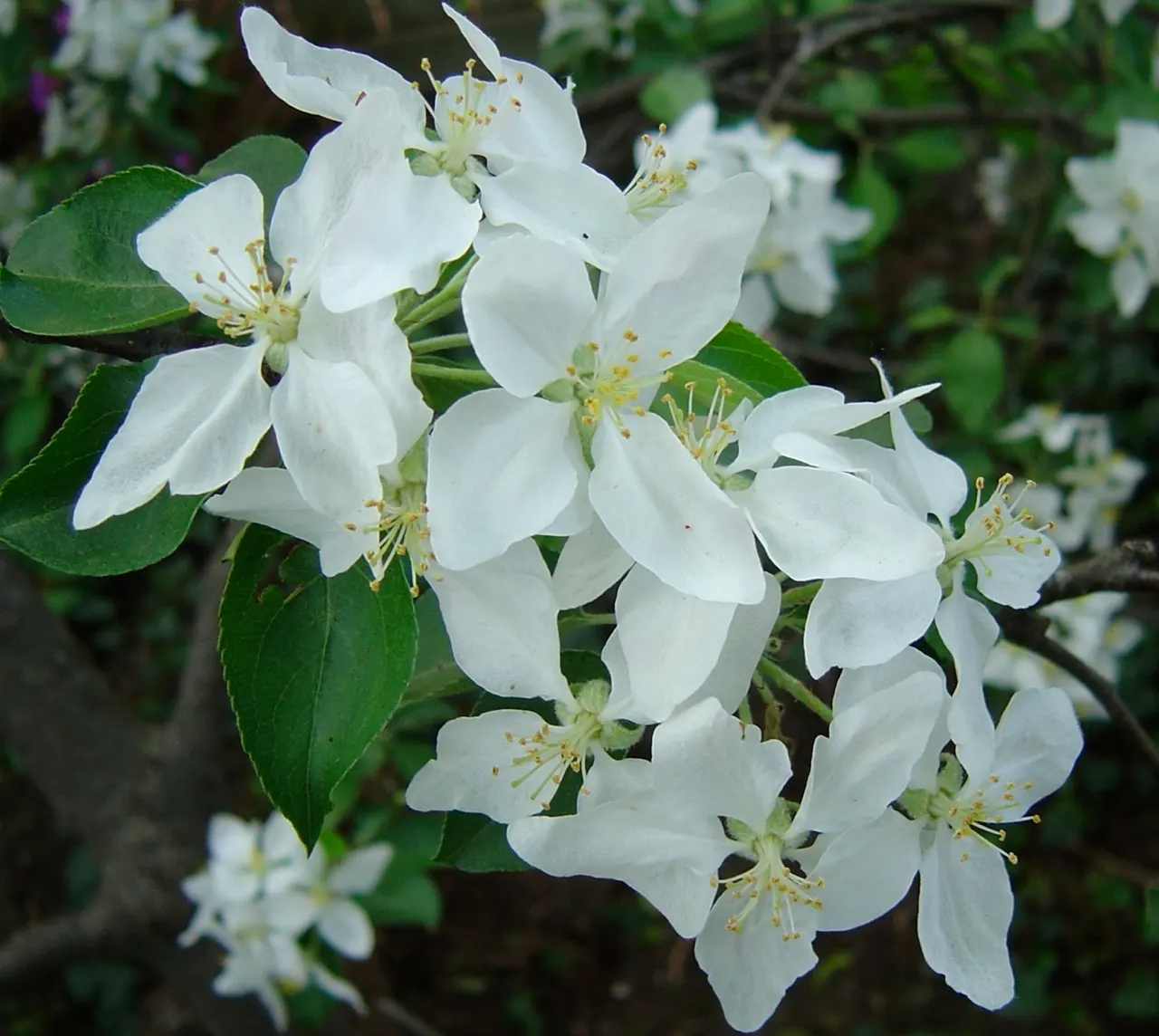 Honeycrisp Apple (Malus Pumila 'Honeycrisp') — Grows 12-15 ft tall and wide, requires full sun and well-draining soil