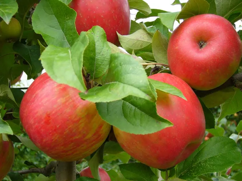 Honeycrisp Apple (Malus Pumila 'Honeycrisp') — Prune annually for health and yield