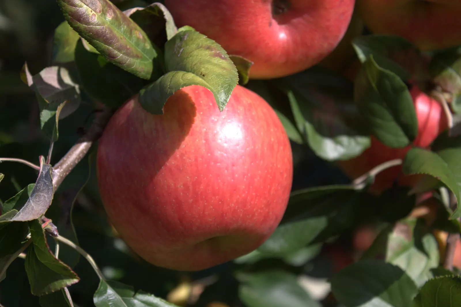 Honeycrisp Apple (Malus Pumila 'Honeycrisp') — This cultivar is renowned for its sweet, juicy fruit ready for harvest in late September