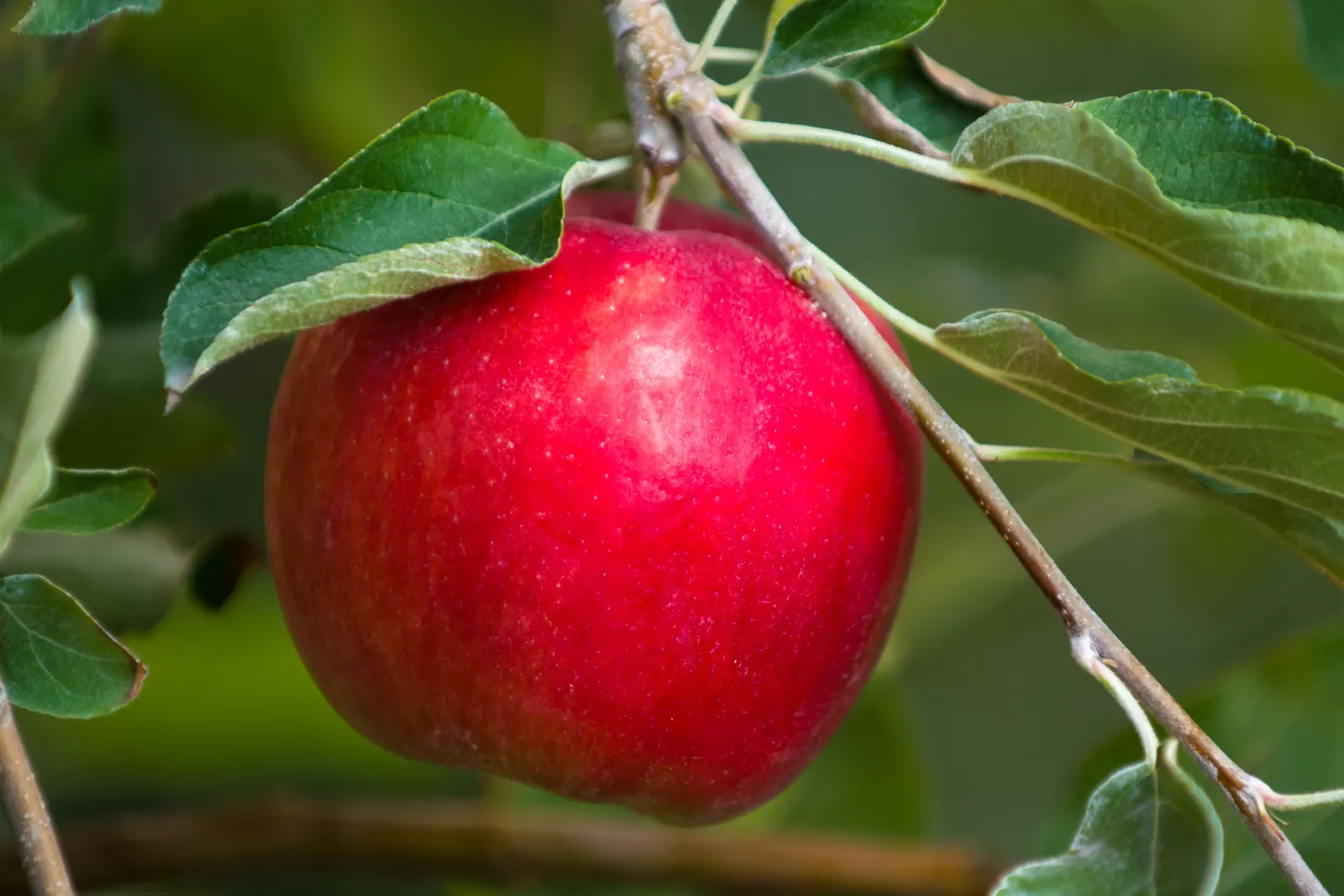 Honeycrisp Apple (Malus Pumila 'Honeycrisp') — The Honeycrisp apple tree, Malus pumila 'Honeycrisp', thrives in zones 3-7