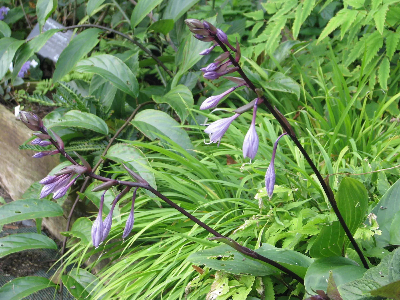 Purple Heart Plantain Lily (Hosta 'Purple Heart') — This plantain lily thrives in partial to full shade