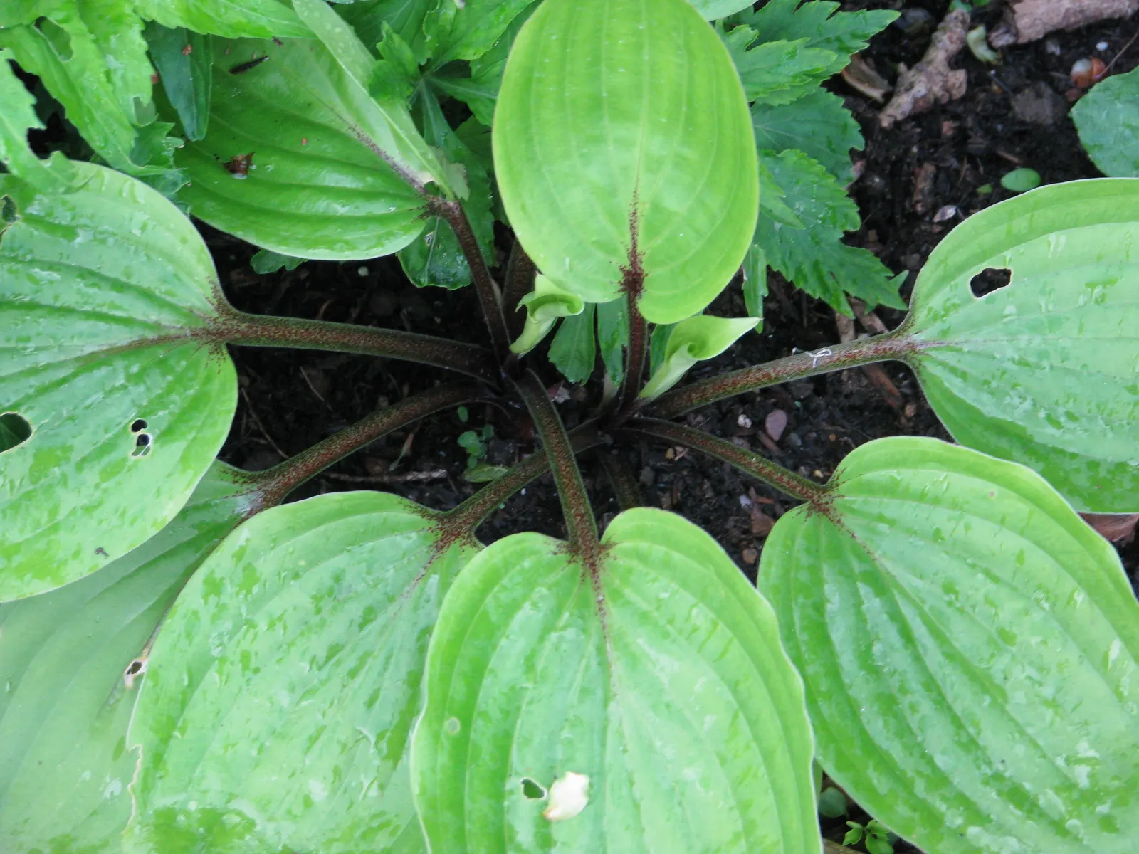 Purple Heart Plantain Lily (Hosta 'Purple Heart') — The Hosta 'Purple Heart' is a perennial displaying lush green leaves accented by striking, deep purple stems