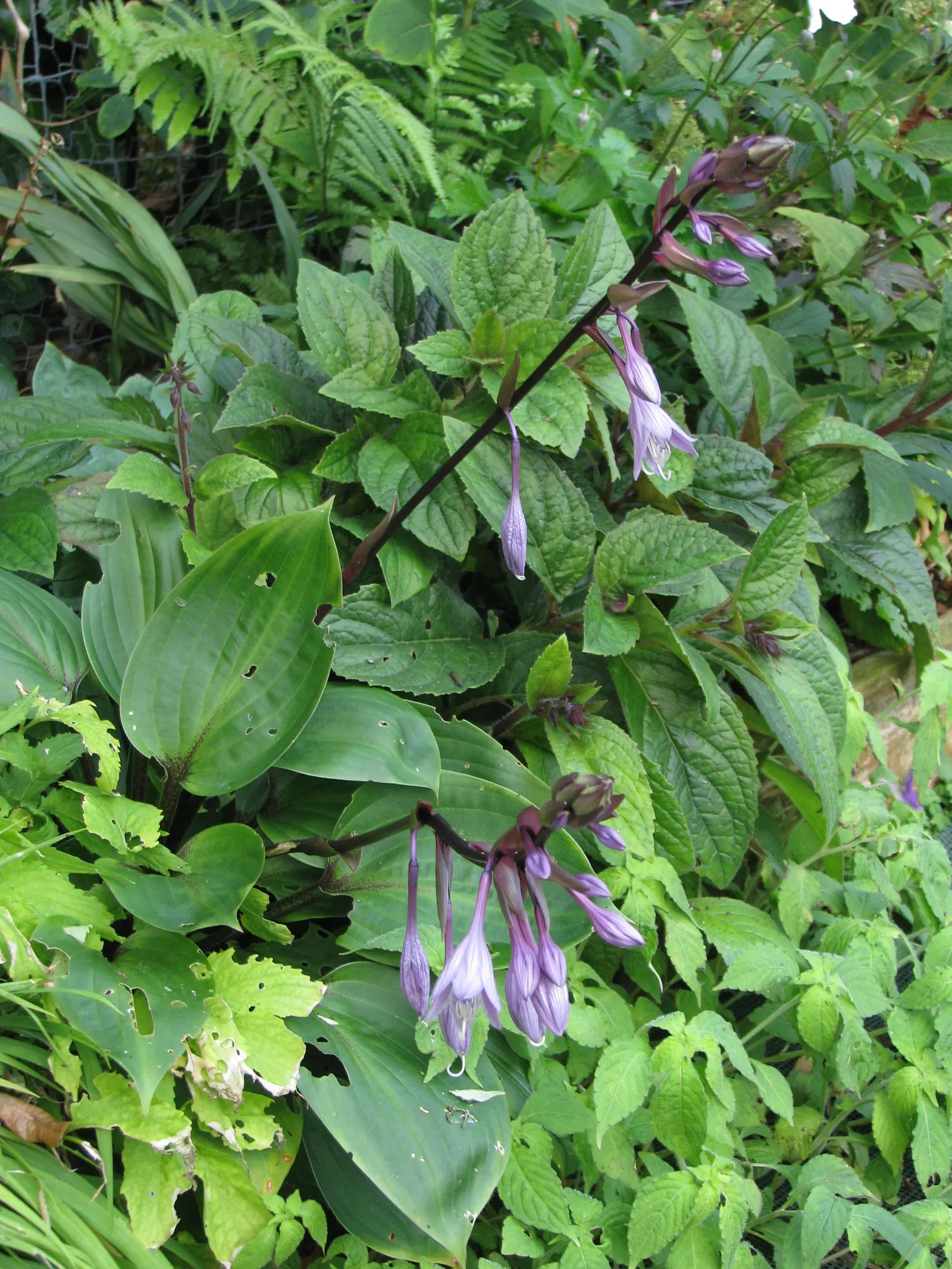 Purple Heart Plantain Lily (Hosta 'Purple Heart') — prefers well-drained soil
