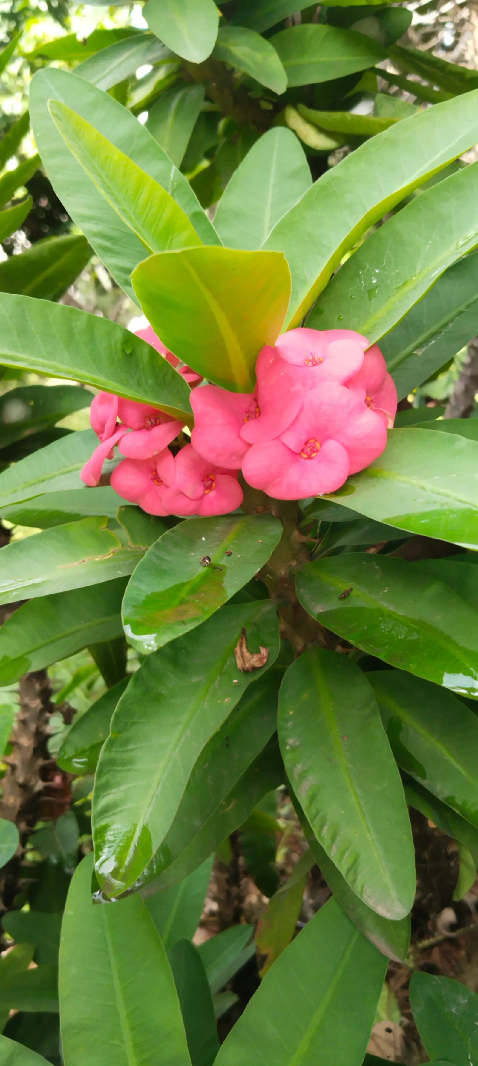 Crown Of Thorns (Euphorbia Milii) — Euphorbia milii compensates for occasional droughts by storing water within its thick; typically reaching heights between 1