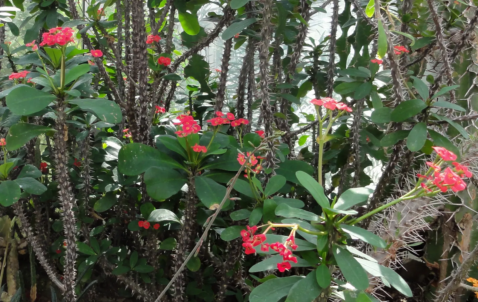 Crown Of Thorns (Euphorbia Milii) — Euphoria milii, or Crown of Thorns, is a succulent perennial with woody, spiny stems; which encircle small, image 53