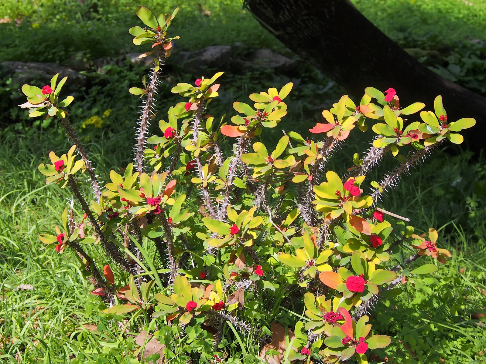 Crown Of Thorns (Euphorbia Milii) — This succulent nature calls for a relatively minimal watering schedule