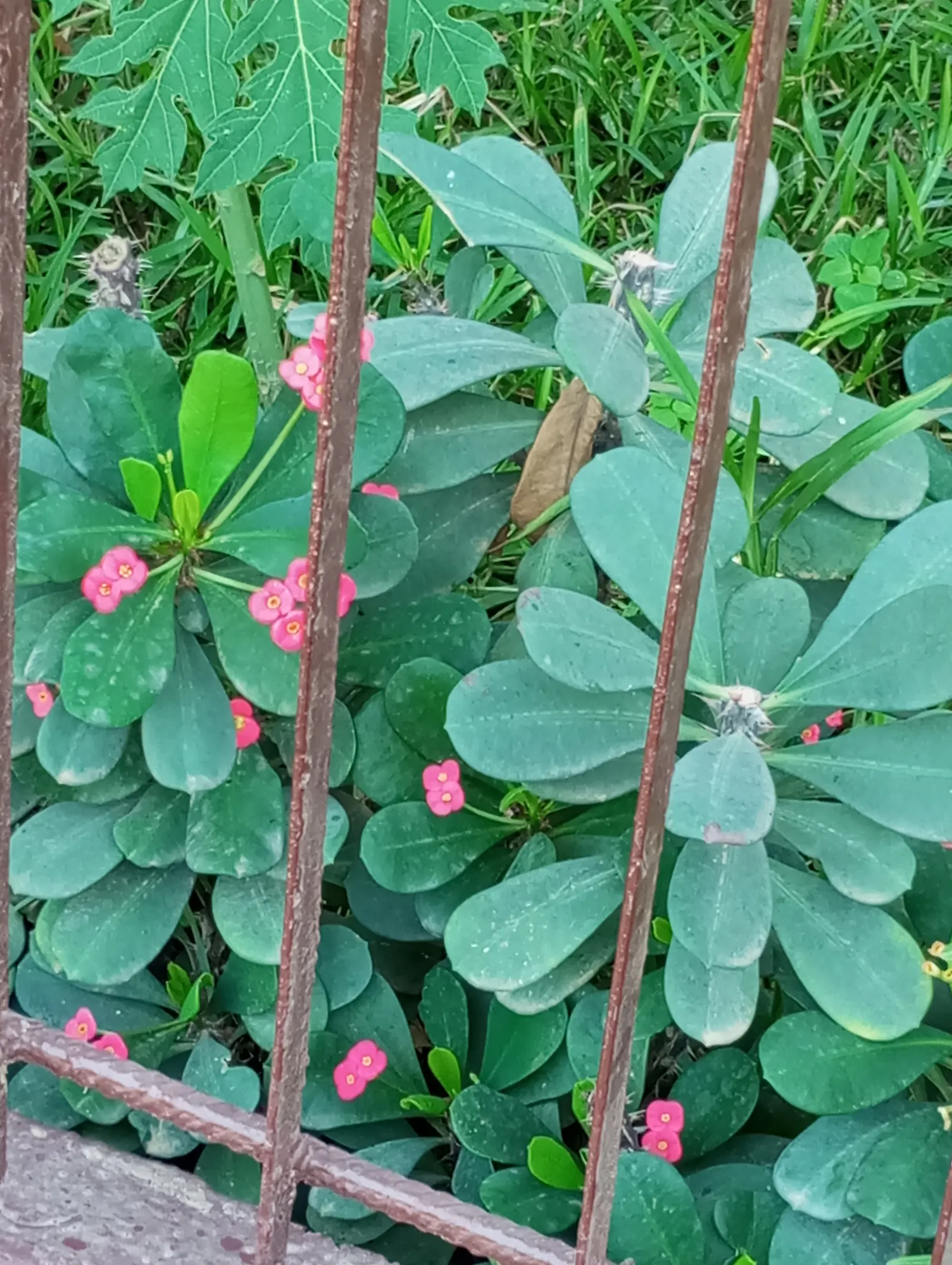 Crown Of Thorns (Euphorbia Milii) — allowing enough room for growth without overcrowding