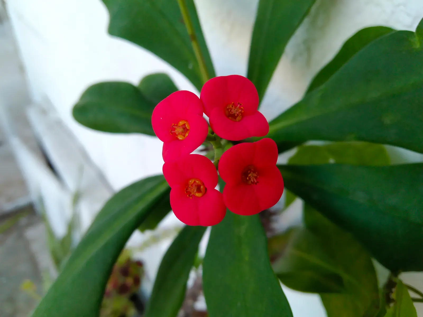 Crown Of Thorns (Euphorbia Milii) — These bracts range in hues from pink to red and even yellow or white; shrub for full or half