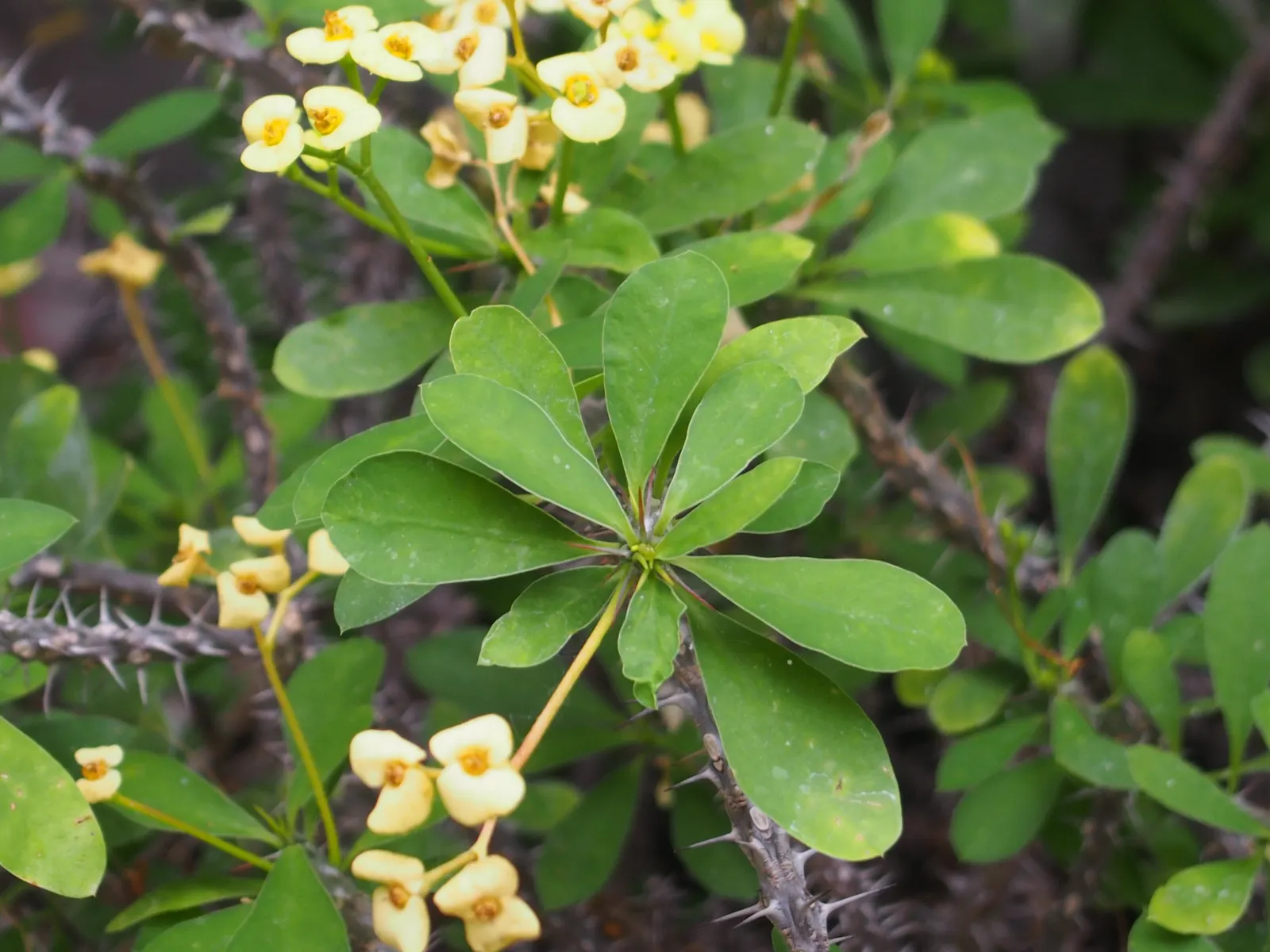 Crown Of Thorns (Euphorbia Milii) — It thrives in full sunlight
