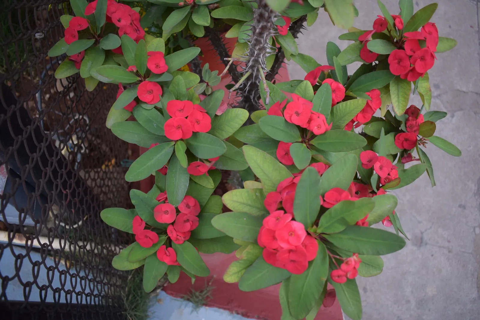 Crown Of Thorns (Euphorbia Milii) — It typically attains a height of 1-3 feet and can spread equally wide; this hardy shrub is well-suited for cultivation in