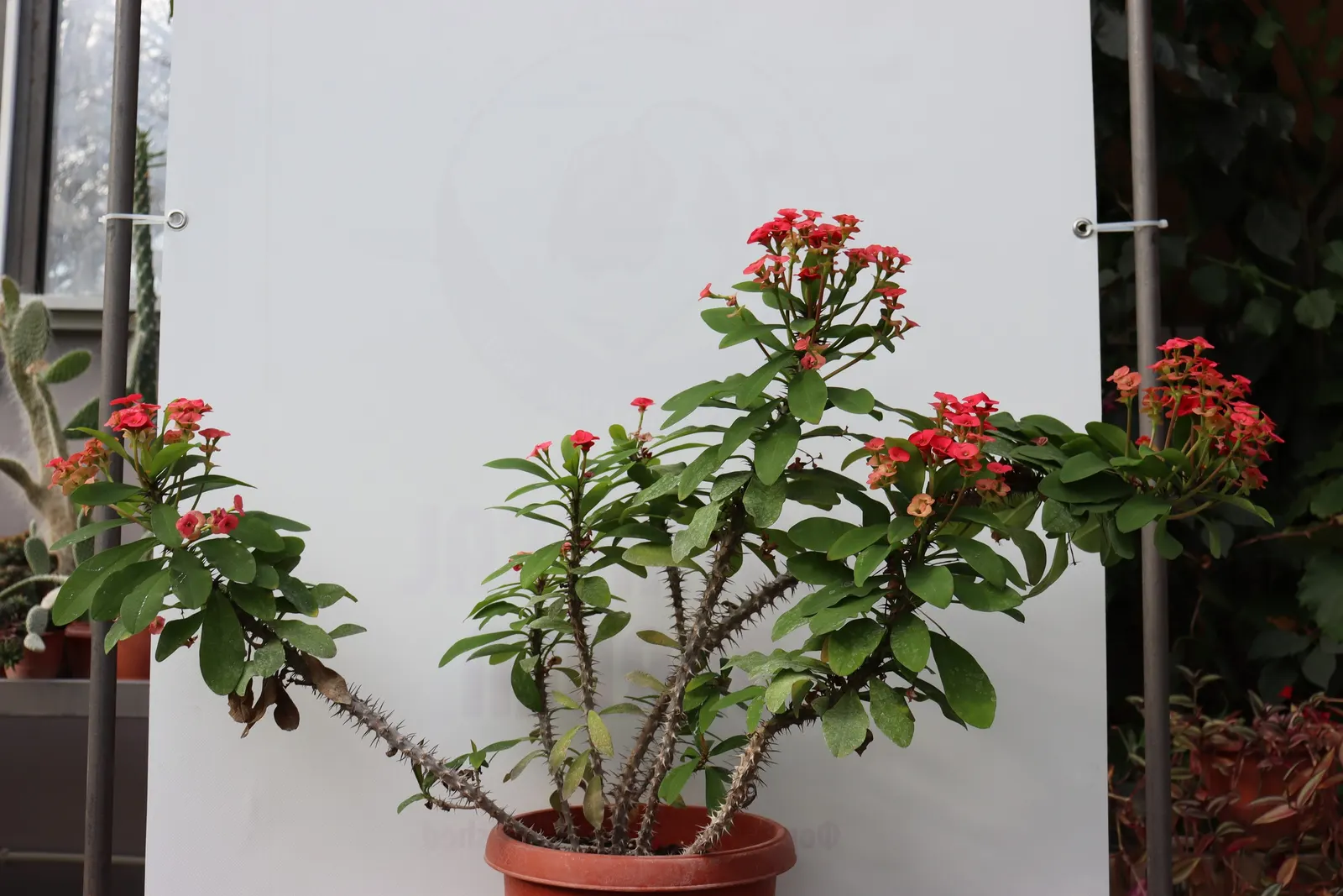 Crown Of Thorns (Euphorbia Milii) — which encircle small flowers