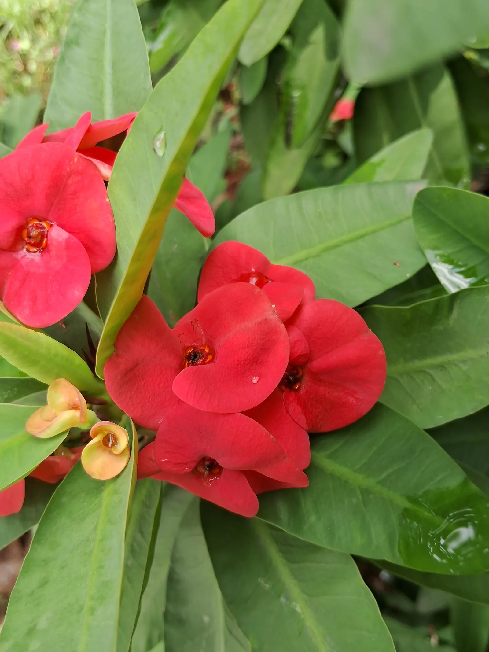 Crown Of Thorns (Euphorbia Milii) — red flowers in the garden; is a perennial plant that provides a striking visual interest to any landscape design