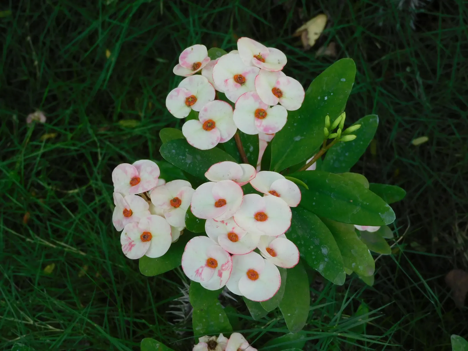Crown Of Thorns (Euphorbia Milii) — space Crown of Thorns approximately 16 to 20 inches apart; this succulent nature calls for a relatively minimal watering