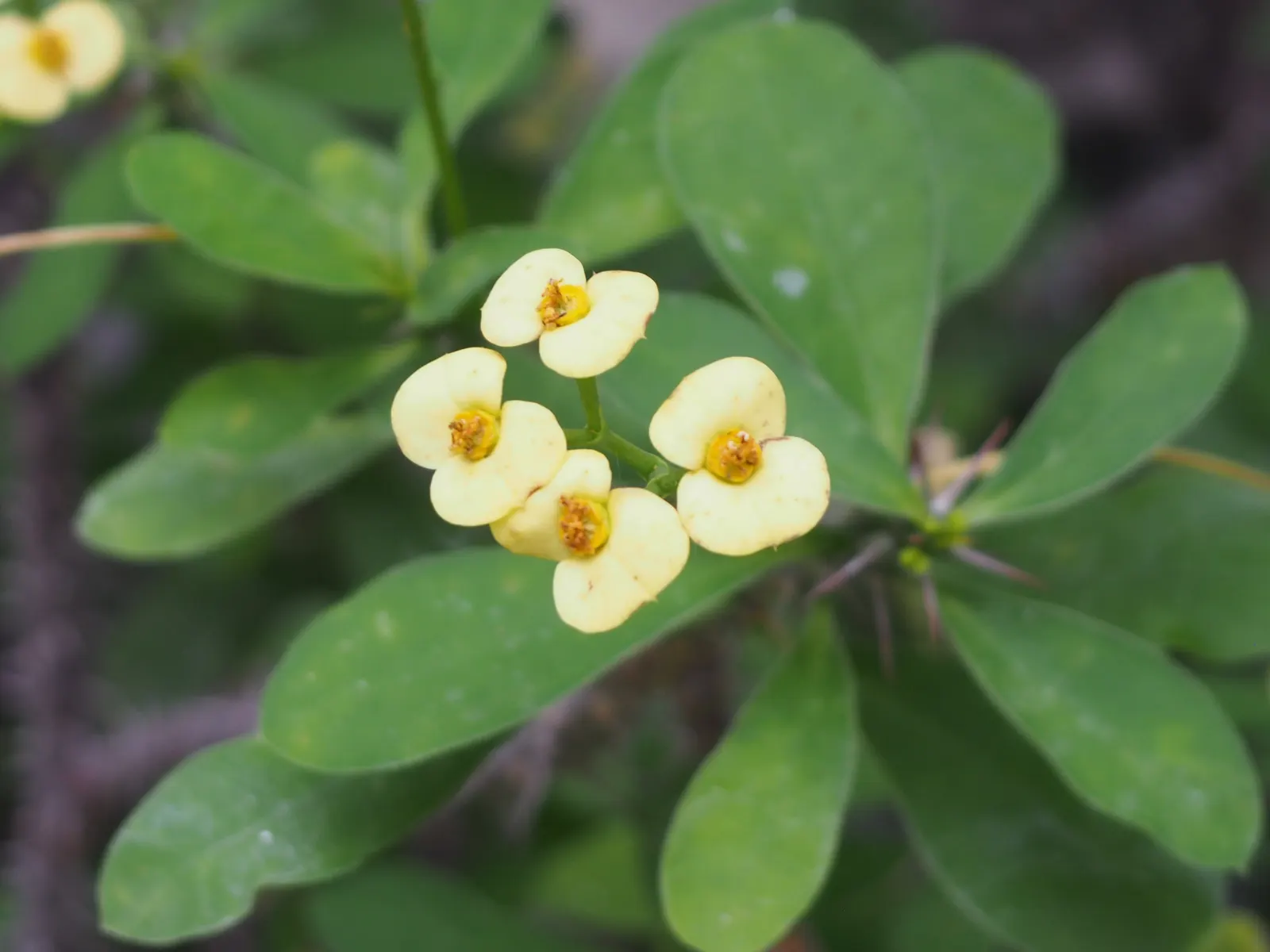 Crown Of Thorns (Euphorbia Milii) — Euphoria milii, or Crown of Thorns, is a succulent perennial with woody, spiny stems