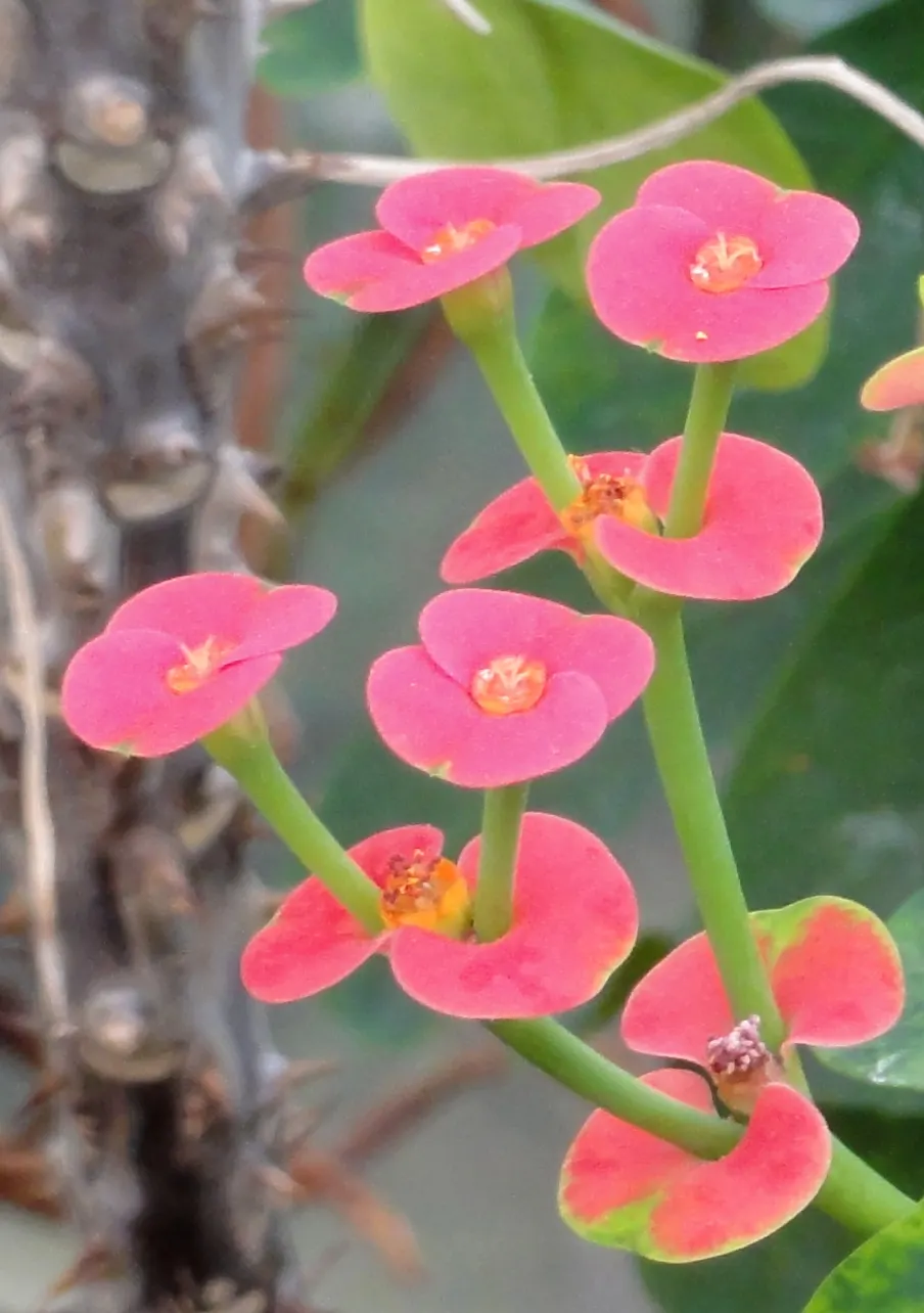 Crown Of Thorns (Euphorbia Milii) — this hardy shrub is well-suited for cultivation in USDA hardiness zones 9 to 11; allowing enough room for growth without