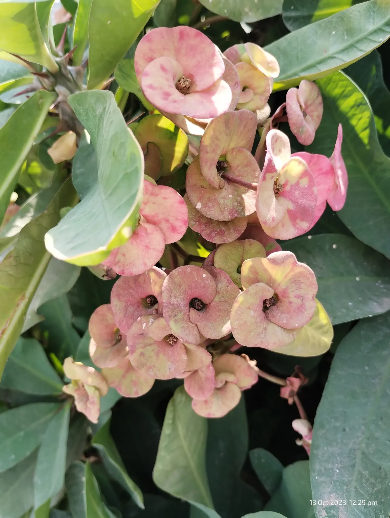 Crown Of Thorns (Euphorbia Milii) — perfectly blending aesthetics and practicality for your client's garden