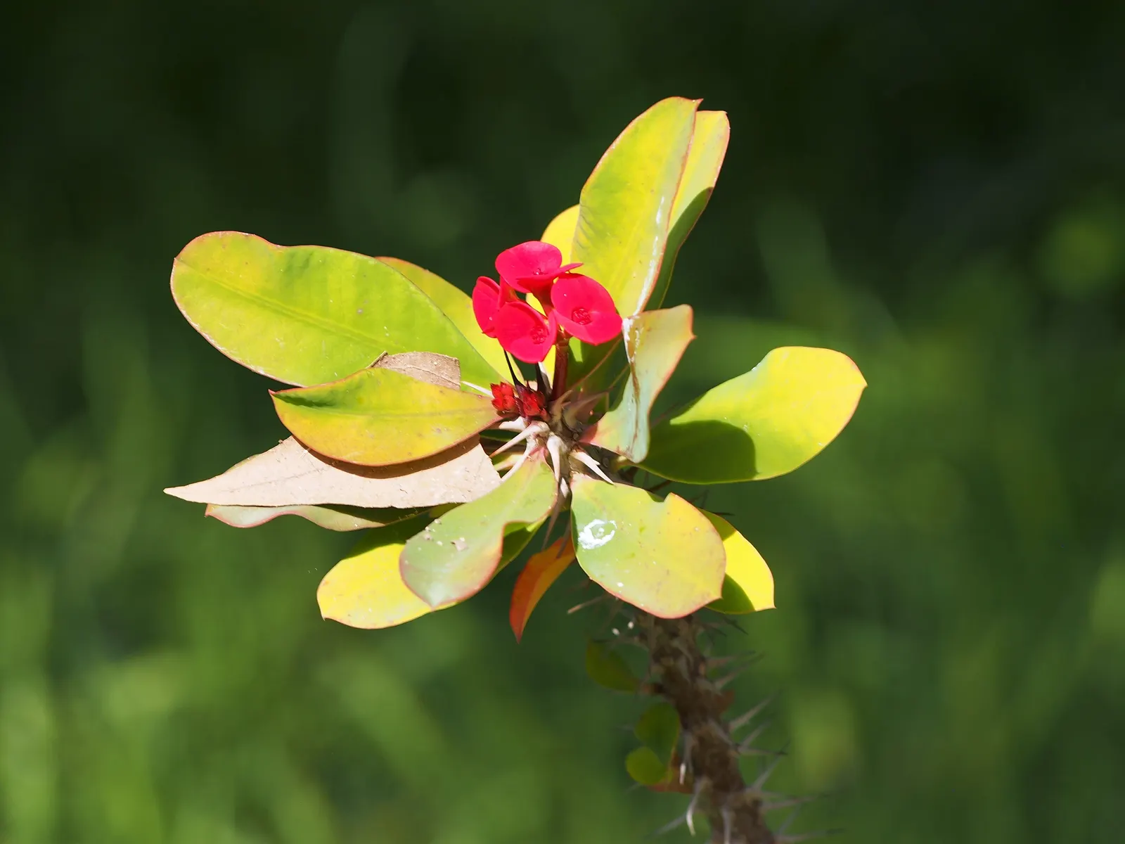 Crown Of Thorns (Euphorbia Milii) — peaking in the warmer seasons