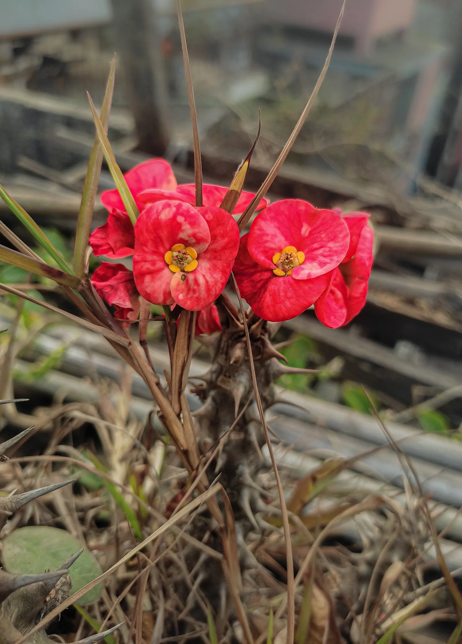 Crown Of Thorns (Euphorbia Milii) — Adds striking color and texture to drought-resistant landscapes; offering an enduring splash of color.<br><br>For an