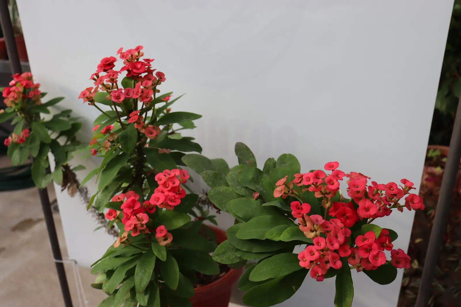 Crown Of Thorns (Euphorbia Milii) — perfectly blending aesthetics and practicality for your client's garden; it typically attains a height of 1-3 feet and can