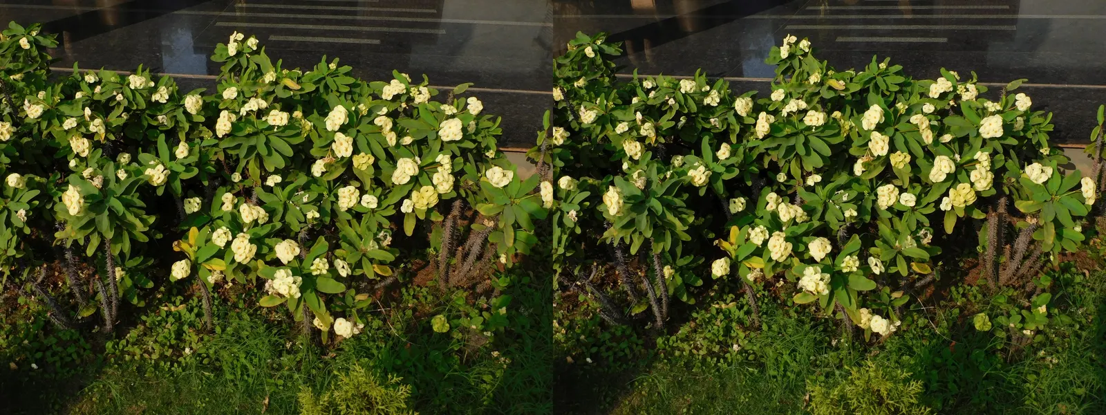 Crown Of Thorns (Euphorbia Milii) — is a perennial plant that provides a striking visual interest to any landscape design