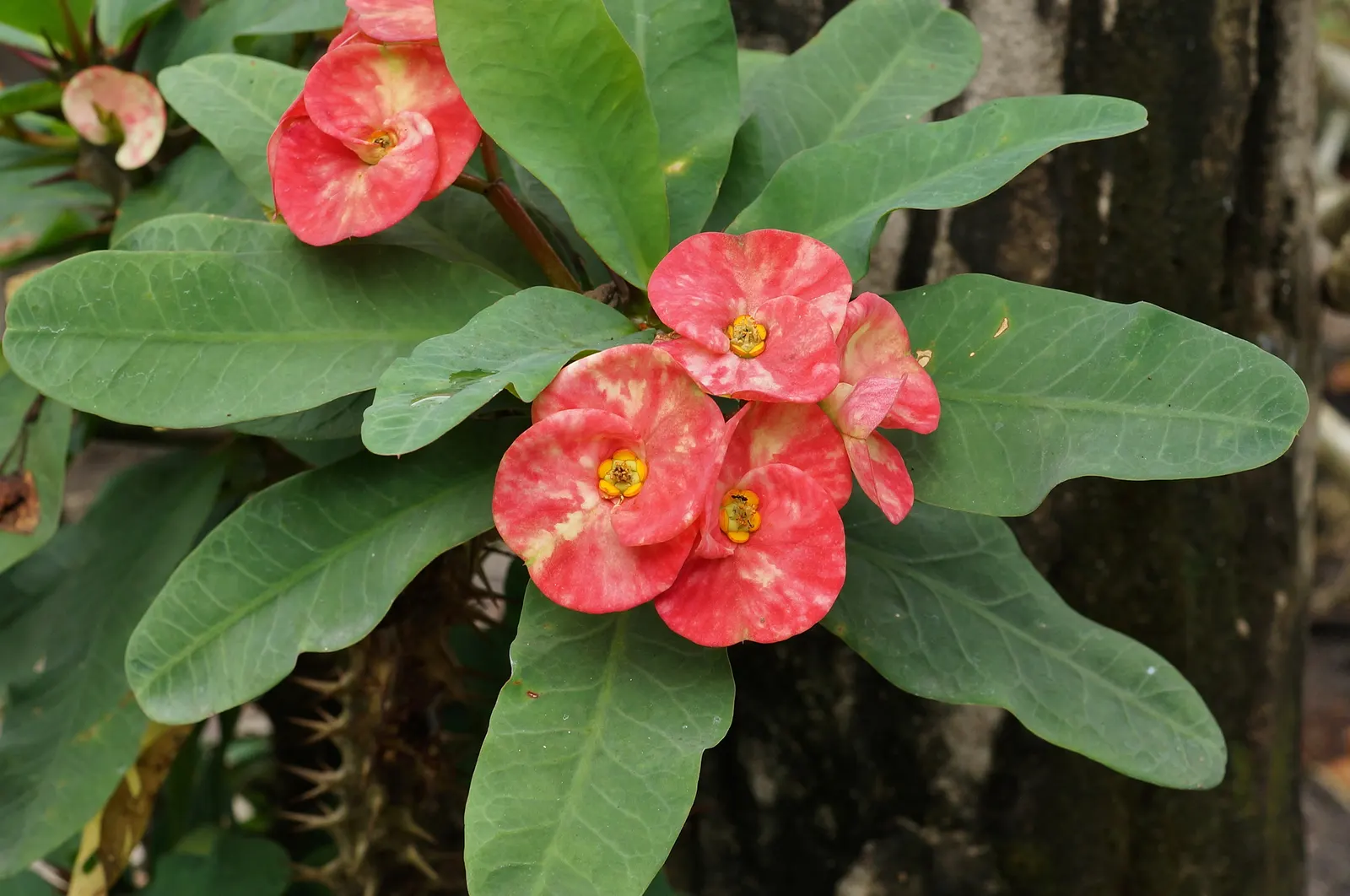 Crown Of Thorns (Euphorbia Milii) — Handle with care due to its sharp thorns and skin-irritating sap; euphorbia milii compensates for occasional droughts by