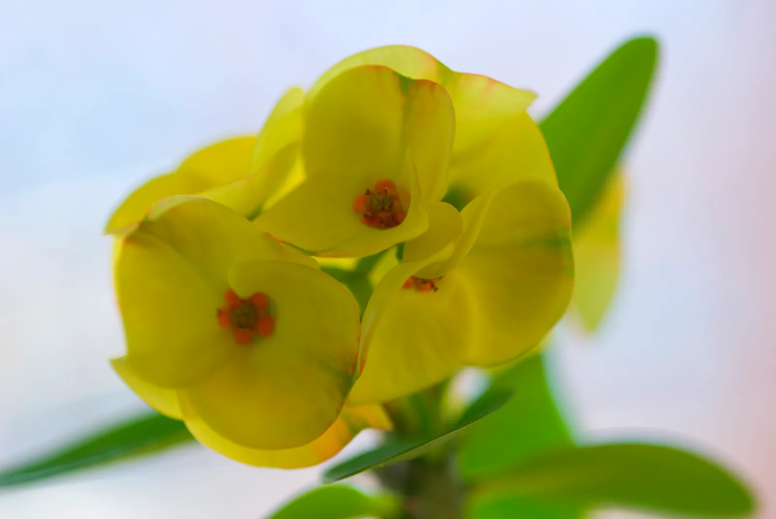 Crown Of Thorns (Euphorbia Milii) — peaking in the warmer seasons; these bracts range in hues from pink to red and even yellow or white