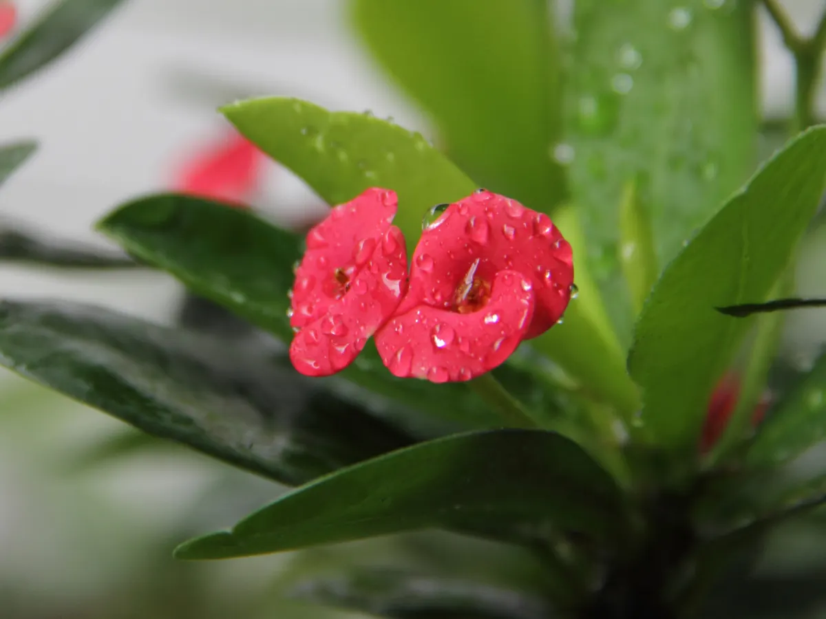 Crown Of Thorns (Euphorbia Milii) — ensuring the soil dries completely between irrigation sessions.<br><br>The plant's notable feature; red flowers in the