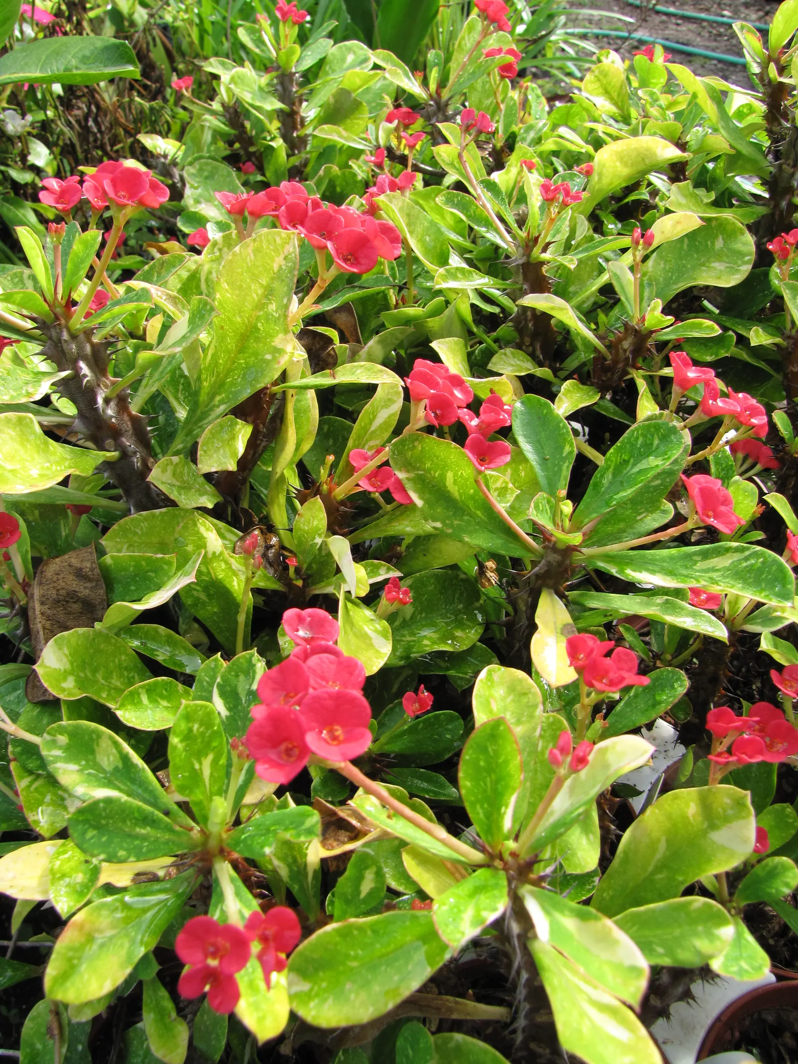 Crown Of Thorns (Euphorbia Milii) — Handle with care due to its sharp thorns and skin-irritating sap