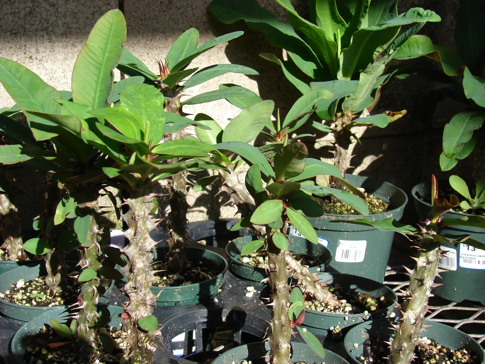 Crown Of Thorns (Euphorbia Milii) — These bracts range in hues from pink to red and even yellow or white