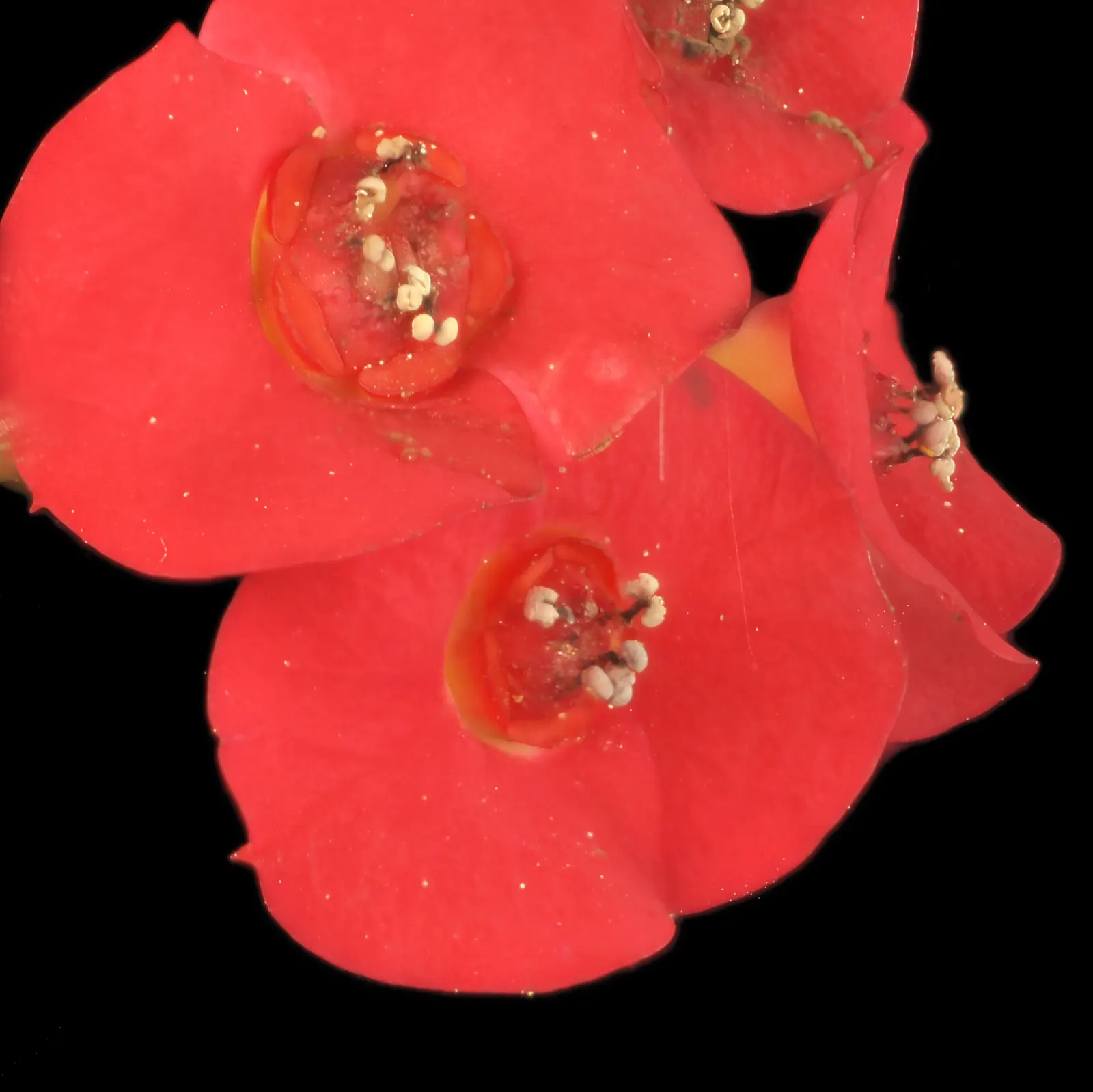 Crown Of Thorns (Euphorbia Milii) — this hardy shrub is well-suited for cultivation in USDA hardiness zones 9 to 11