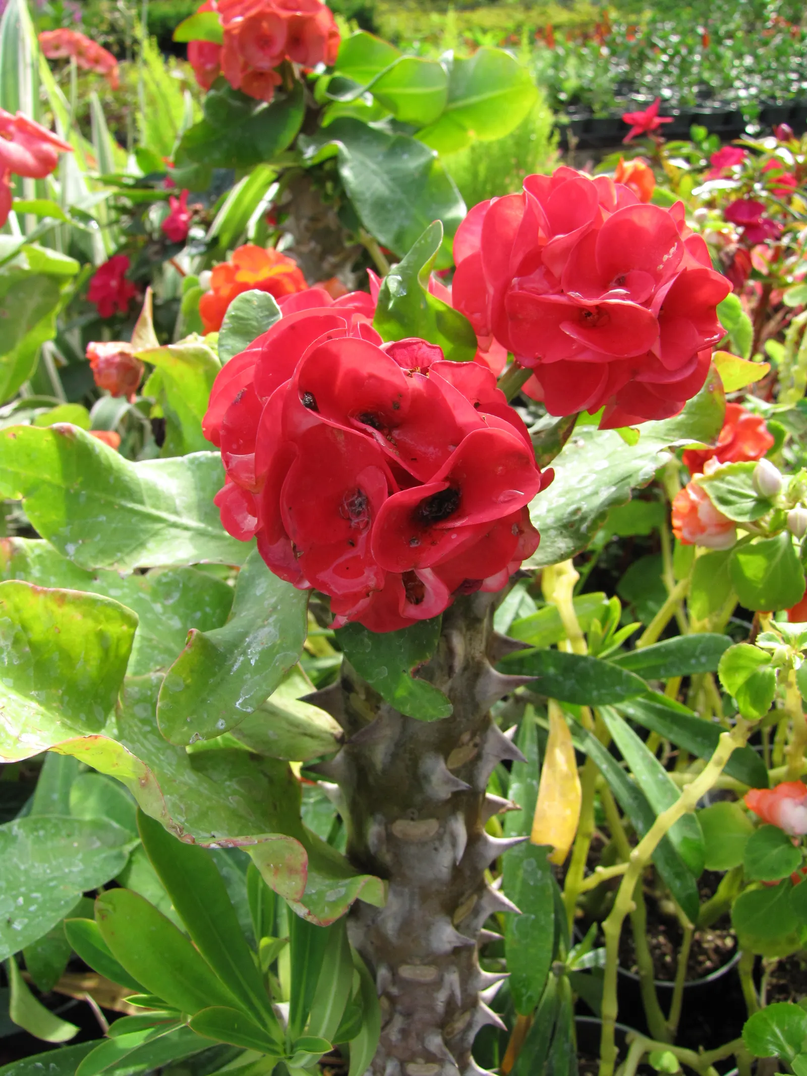 Crown Of Thorns (Euphorbia Milii) — which encircle small flowers; shrub with red blooms