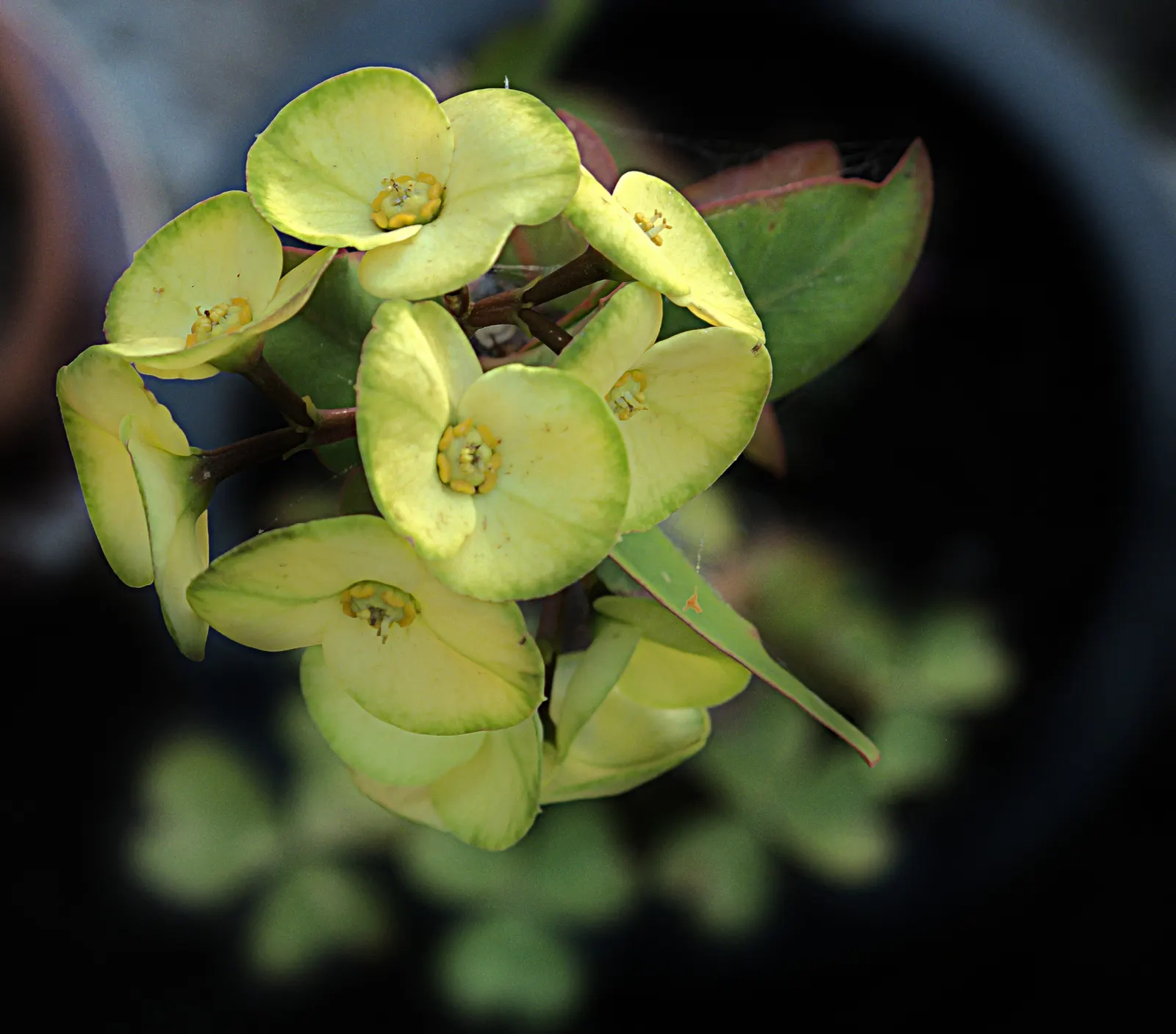 Crown Of Thorns (Euphorbia Milii) — shrub for full or half