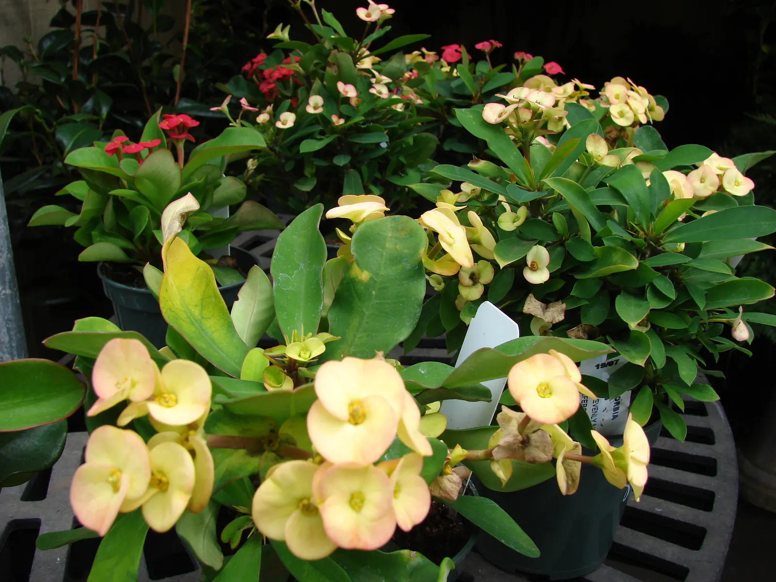 Crown Of Thorns (Euphorbia Milii) — ensuring the soil dries completely between irrigation sessions.<br><br>The plant's notable feature