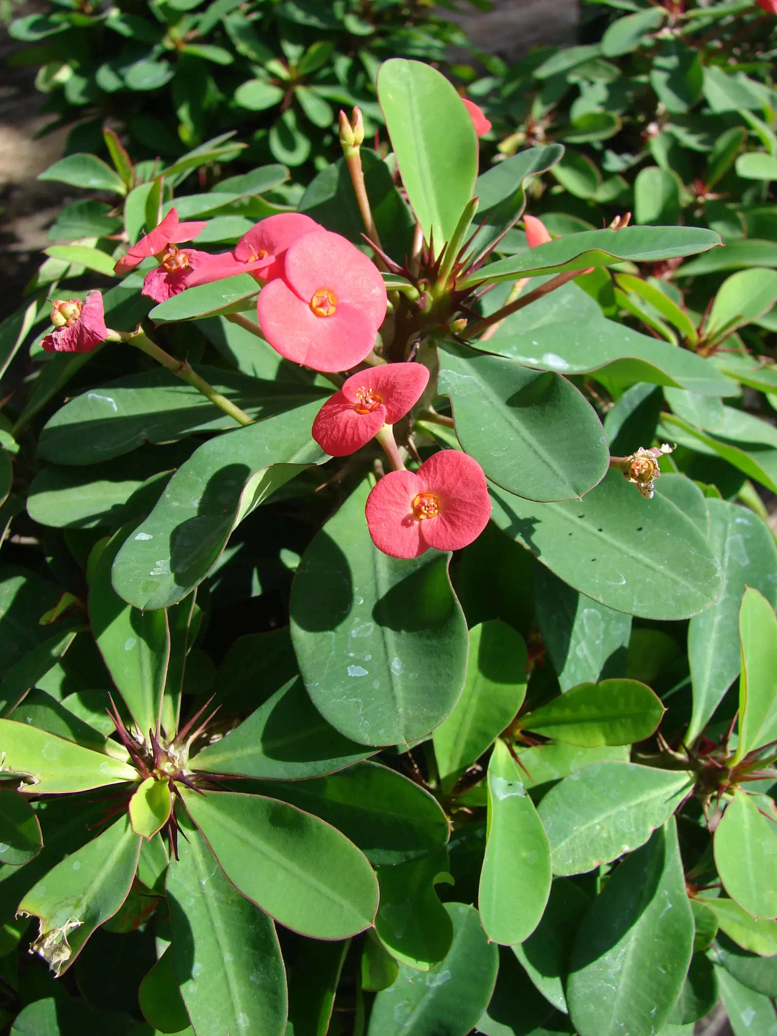 Crown Of Thorns (Euphorbia Milii) — vibrant bracts that bloom throughout the year