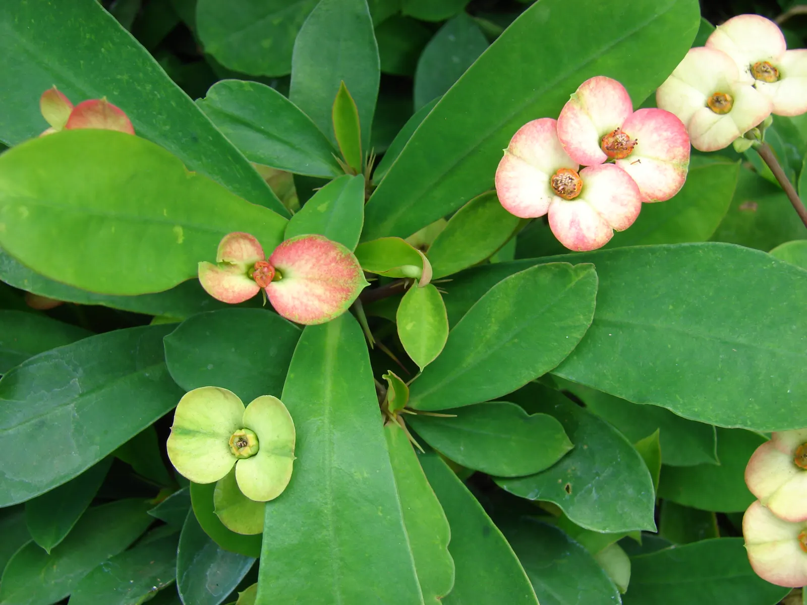 Crown Of Thorns (Euphorbia Milii) — red flowers in the garden