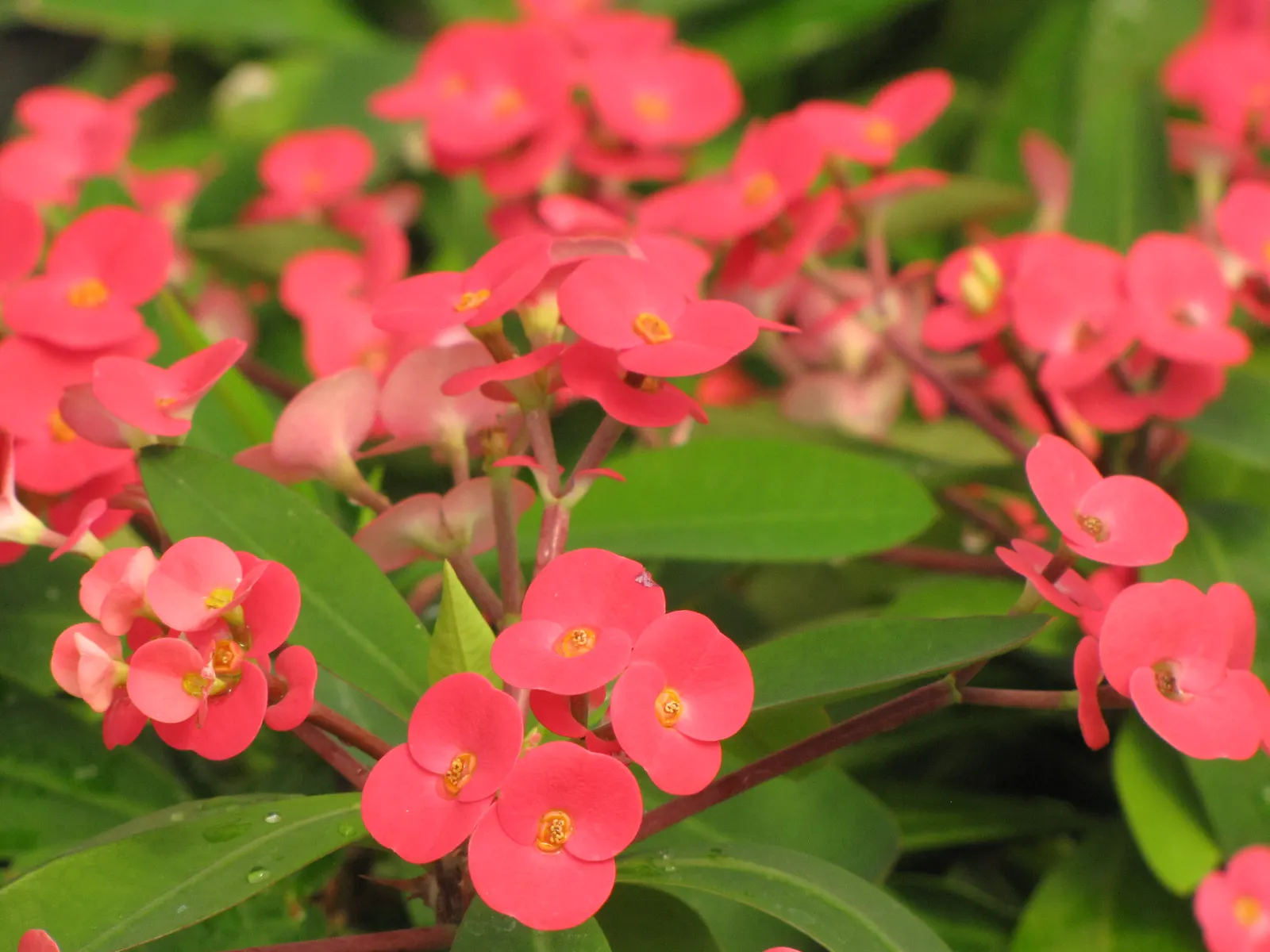 Crown Of Thorns (Euphorbia Milii) — is a perennial plant that provides a striking visual interest to any landscape design; aptly named Crown of Thorns for its