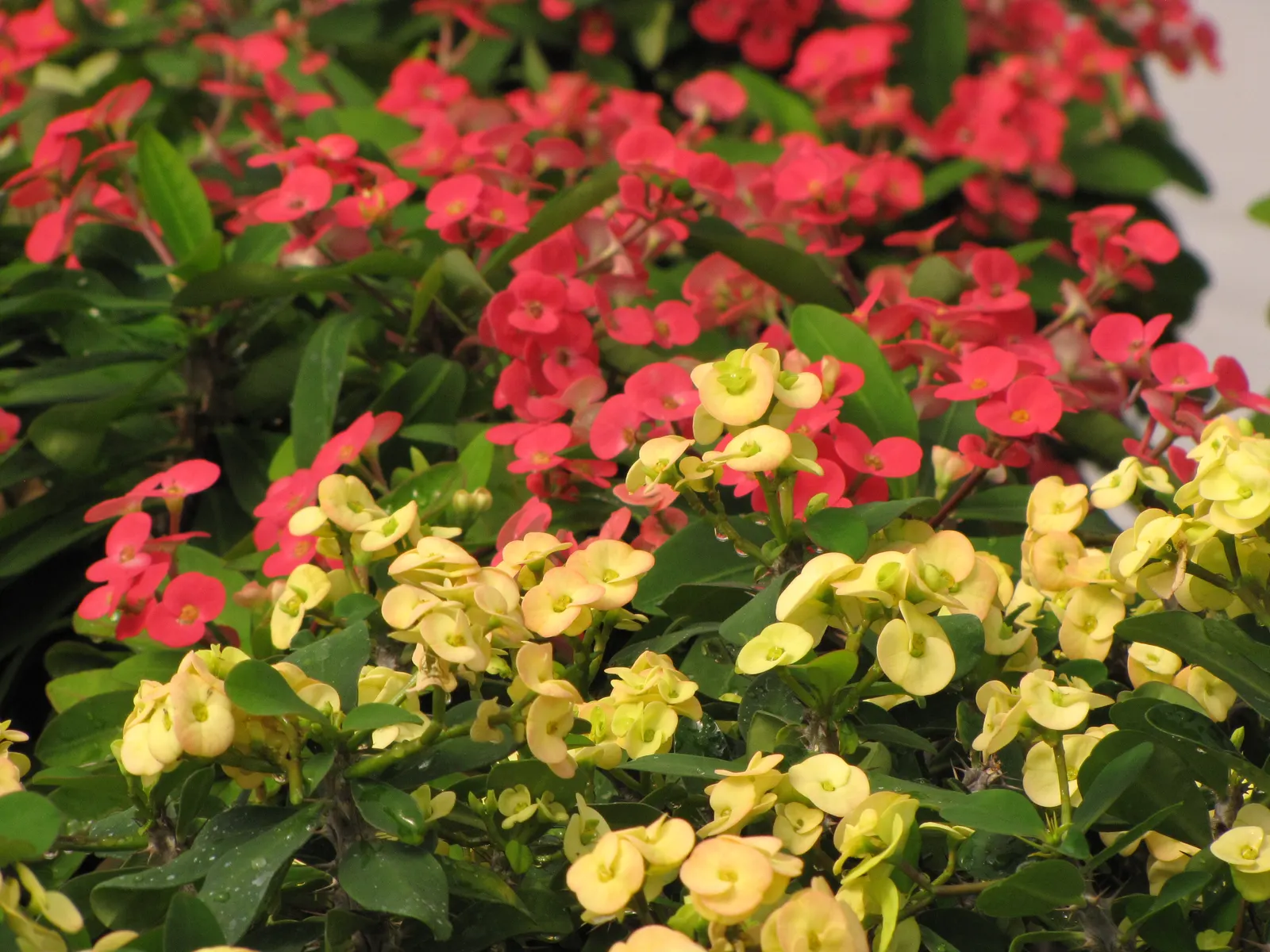 Crown Of Thorns (Euphorbia Milii) — shrub with red blooms; insignificant structures surrounded by long-lasting